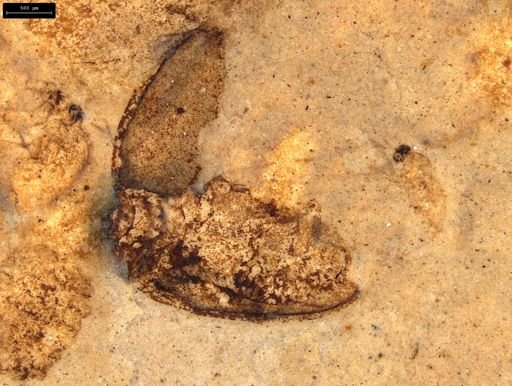 undet. Coleoptera
