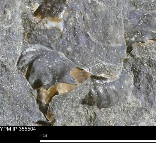 undet. Scaphitidae