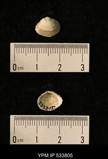 Macoma groenlandica