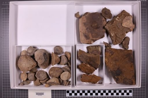 mixed taxa, stratigraphic collection