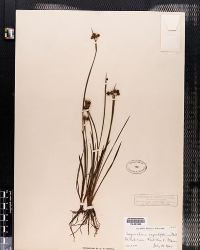 Sisyrinchium angustifolium