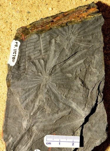 Annularia stellata
