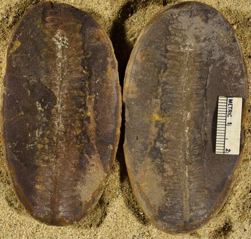 Pecopteris sp.