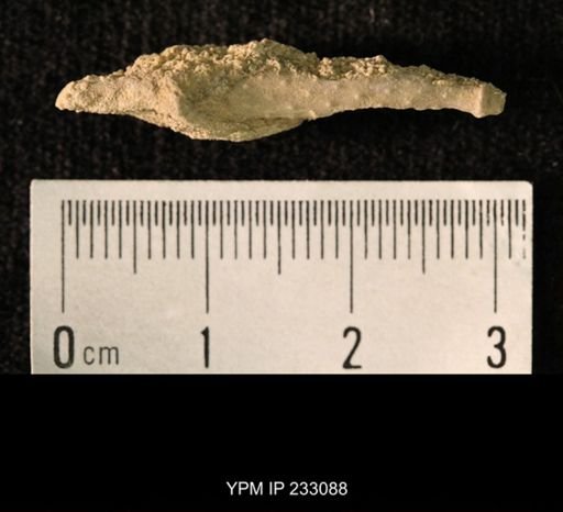 Archaeocidaris sp.