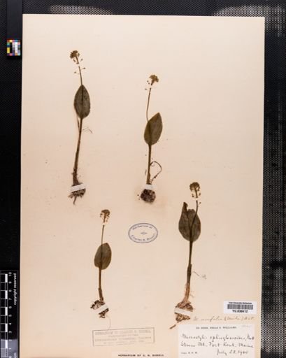 Malaxis unifolia