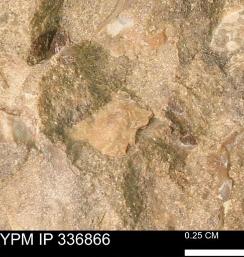 undet. Mollusca