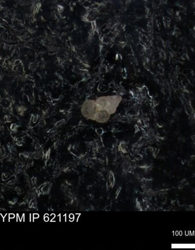 undet. Heterohelicidae