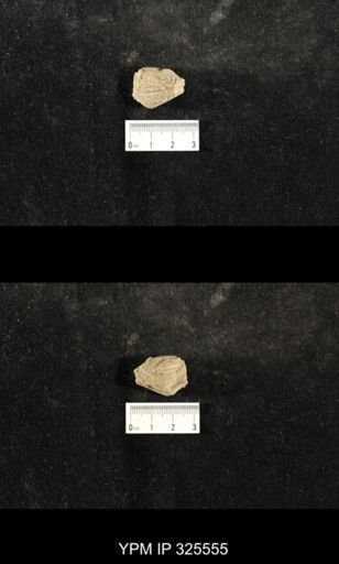 undet. Glyptocrinidae