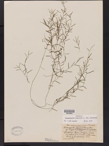 Potamogeton pusillus pusillus