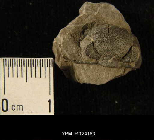 Phacops rana