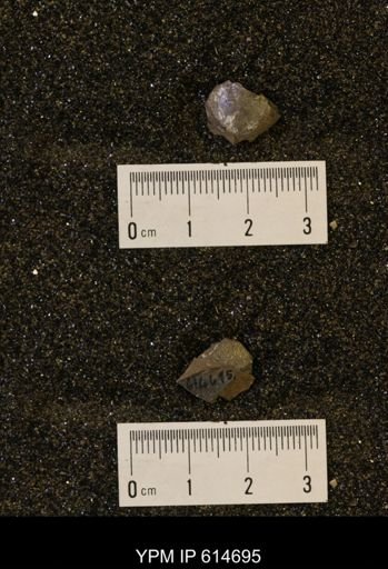 Oxytoma (Hypoxytoma) nebrascana