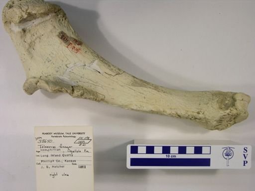 Teleoceras fossiger