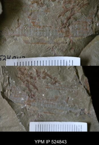 Aegirocassis sp.