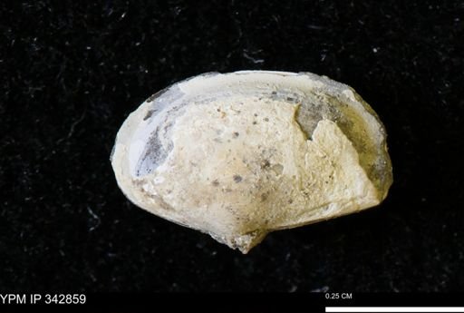 Nuculana sp.