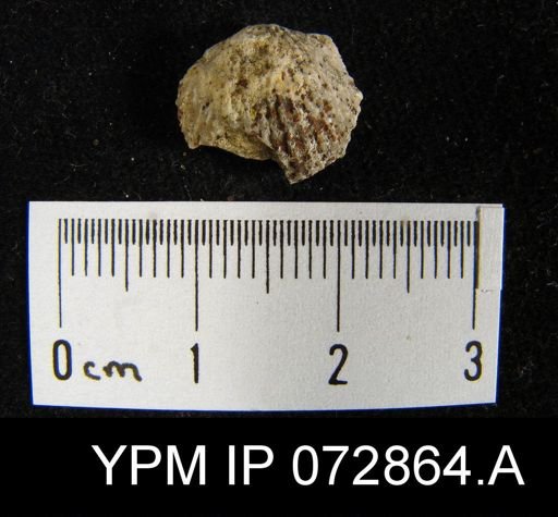 Atrypa tennesseensis