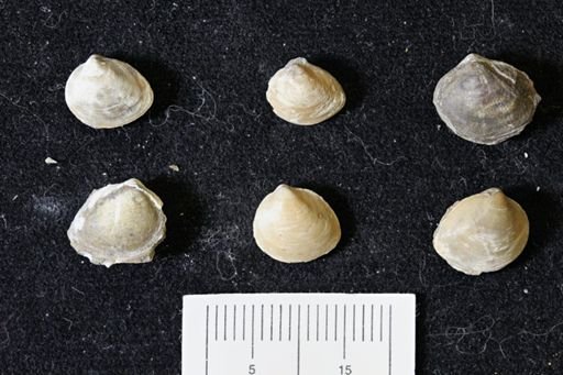 Limopsis striatopunctatus
