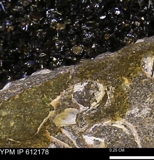 undet. Bivalvia