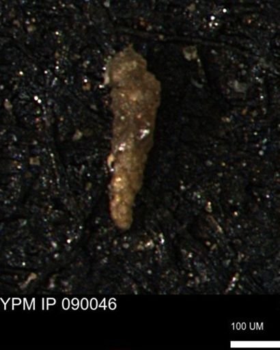 Verneuilinoides kansasensis