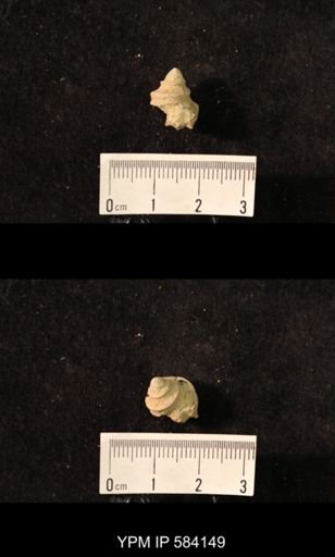 Worthenia tabulata