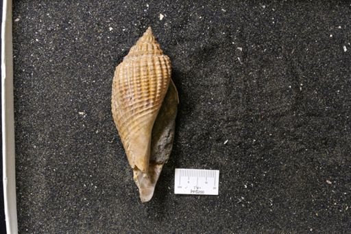 Volutomorpha mutabilis