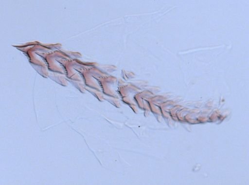 Flabellina verrucosa