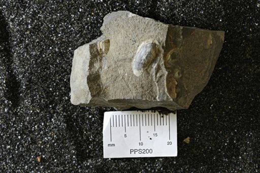Malletia evansi