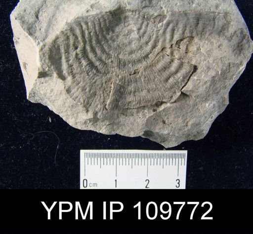 Leptaena rhomboidalis