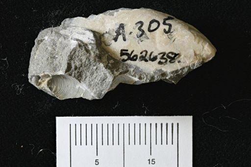 Phelopteria linguaeformis