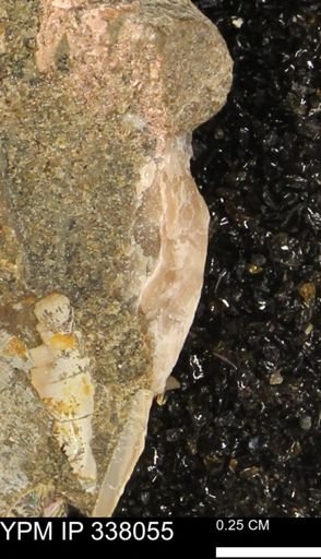 undet. Bivalvia