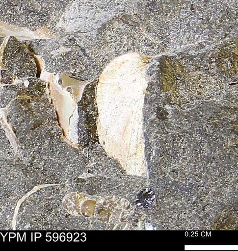 undet. Bivalvia