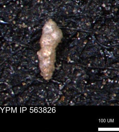 Verneuilinoides kansasensis