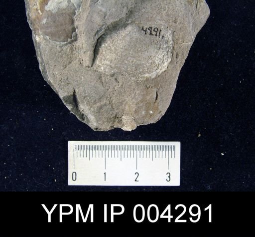 Productella sp.