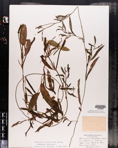 Potamogeton gramineus
