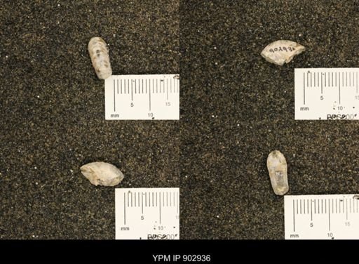 Hoploscaphites sp.