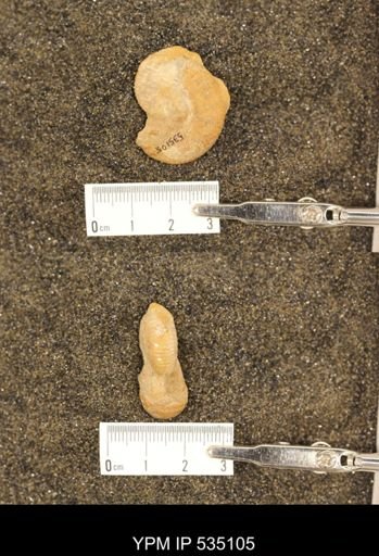 Scaphites cf. aquilaensis
