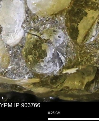 Corbulamella sp.