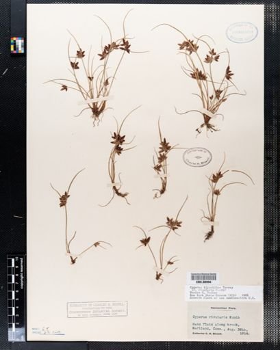 Cyperus bipartitus