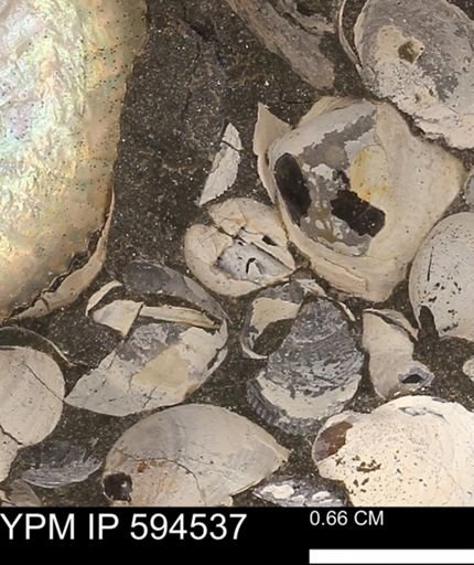 Protocardia sp.