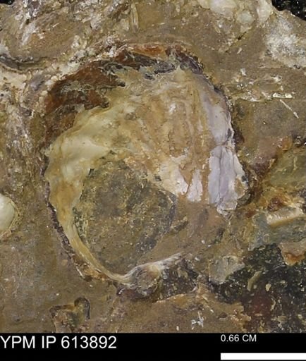 Inoceramus sp.