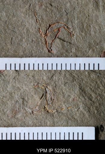 undet. Cornuta
