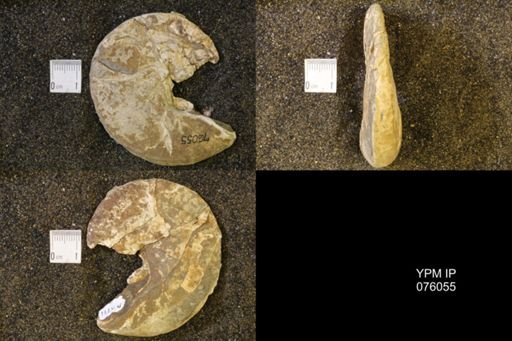 Hoploscaphites birkelundi