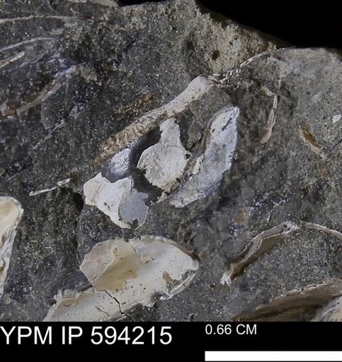 undet. Bivalvia