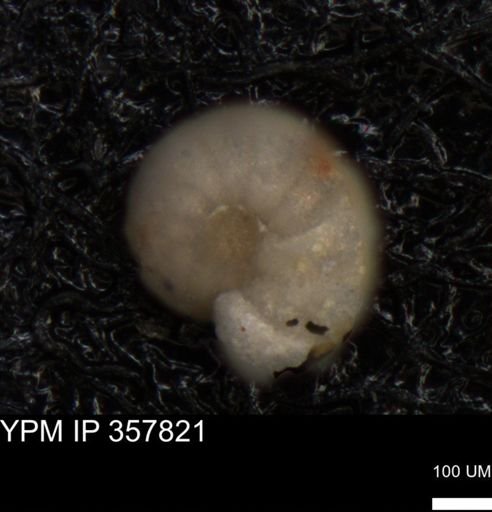 undet. Foraminiferida