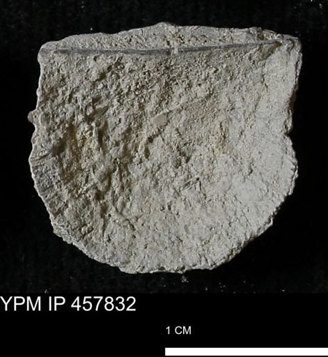 Strophodonta sp.
