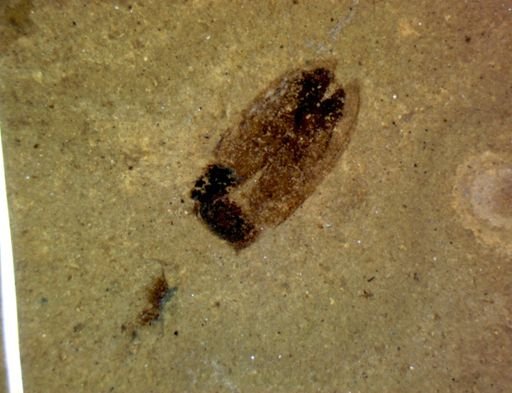 undet. Coleoptera