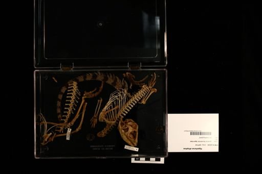 Hypsilurus dilophus