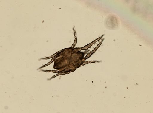 Agauopsis brevipalpus brevipalpus