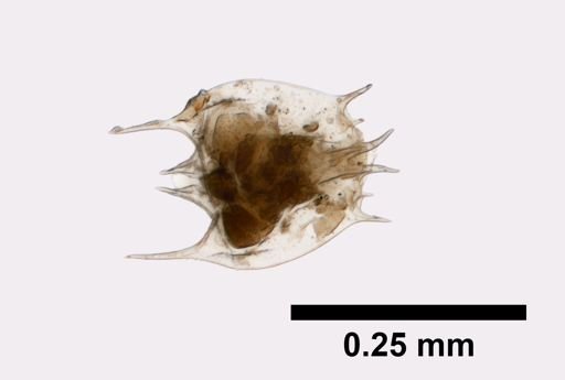 Brachionus quadridentatus