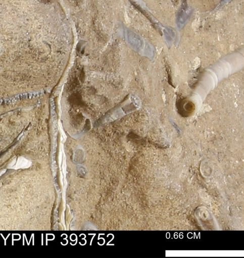 undet. Serpulidae
