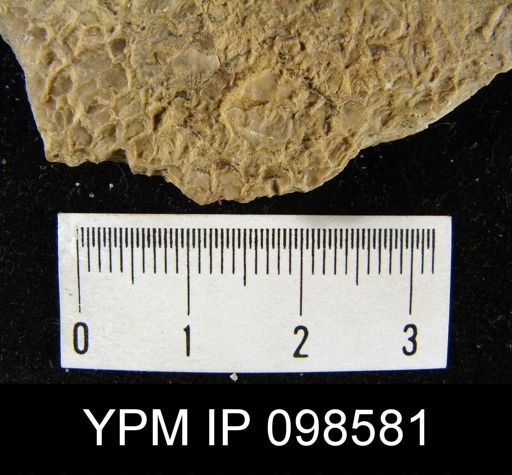 Leptaenisca adnascens